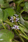 Bouquet mudplantain